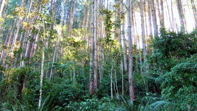 Sítio com área de 259.923,44m², com reflorestamento - Foto 13