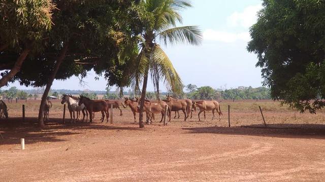 25 MIL HECTARES RO - Foto 4