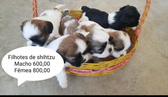 Shihtzu