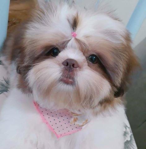 Filhotinhos de Shitzu com Pedigree - Foto 6