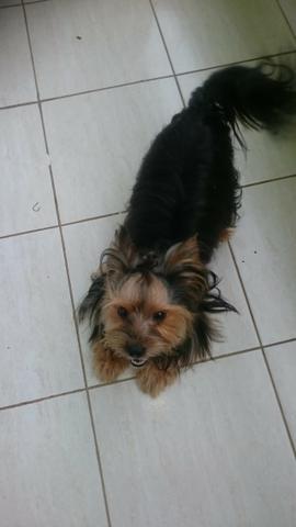 Cachorro Yorkshire Terrier, - Foto 4