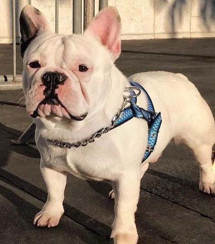 Padreador Bulldog Francês Comprovado