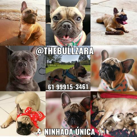Bulldog Francês Filhote