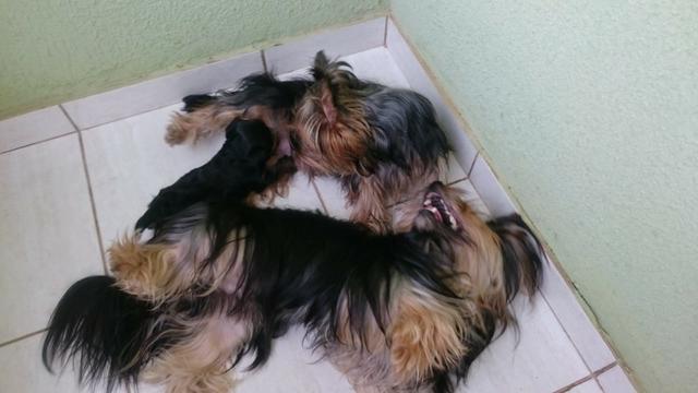 Cachorro Yorkshire Terrier, - Foto 6