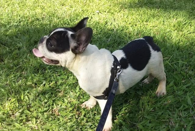 Bulldog Francês parcelado em 10x s juros - Foto 5