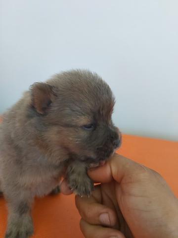 Chowchow - Foto 6
