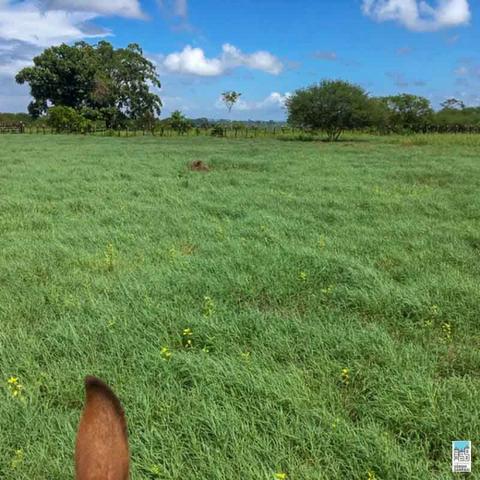 Excelente Fazenda em Amélia Rodrigues - Bahia - Foto 6