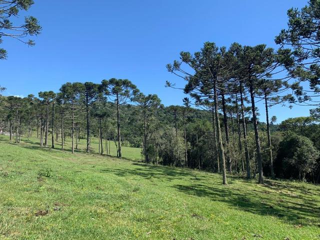 Urubici/ chácara em Urubici/ terrenos em Urubici - Foto 5