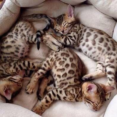 Bengal -gato leopardo - Foto 3