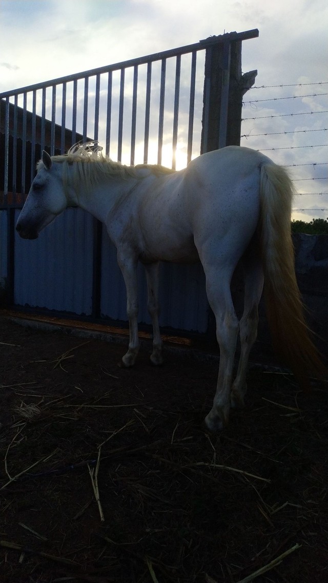 Cavalo pra vender hoje. Preciso do dinheiro