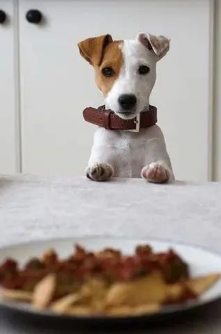 Jack Russell terrier  - Foto 3