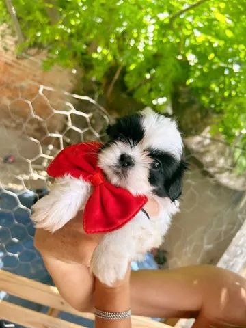 Filhotes de Shih tzu Lhasa - Cachorros e acessórios - Muribeca