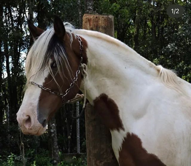 Pelagens de Equinos - Cavalo Campeiro