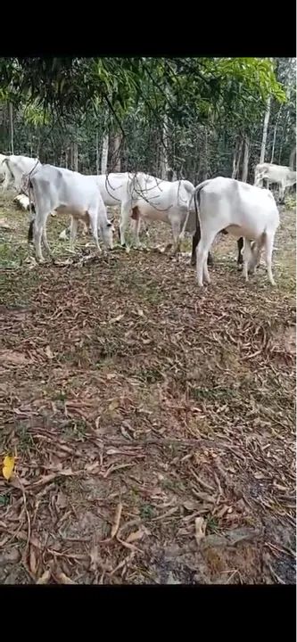 Alagoinhas, Bezerros Nelore ,Novilhas Nelores,Vacas Nelore e Vacas Girolanda. - Foto 5