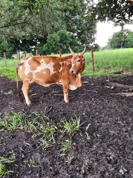 Mini Vaca Pintada exótica  - Foto 3