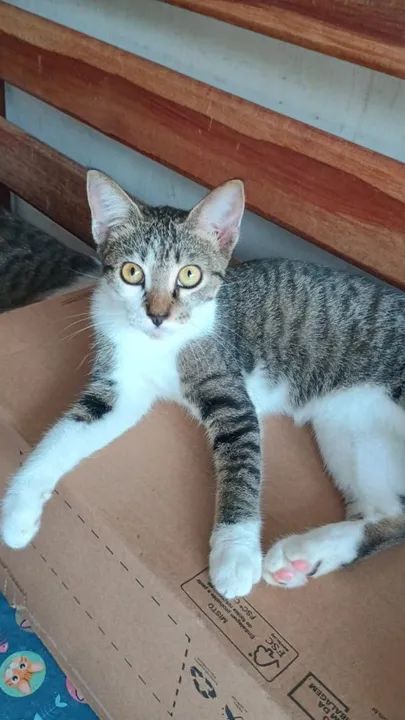 Gatinhas  Castradas   5 meses disponíveis para adoções  - Foto 4
