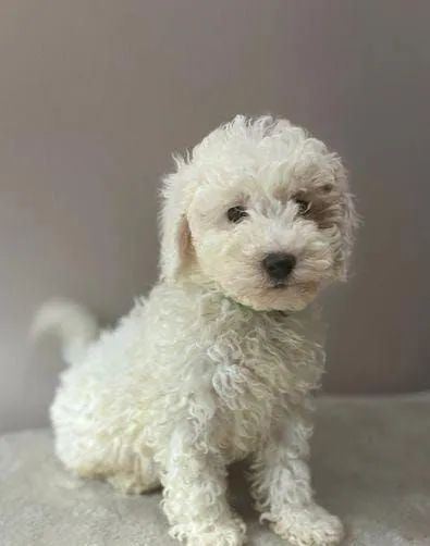 Filhotes de Poodle fofurinhas  - Foto 4