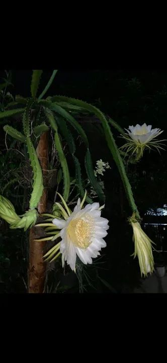 Mudas de pitaya - Foto 3