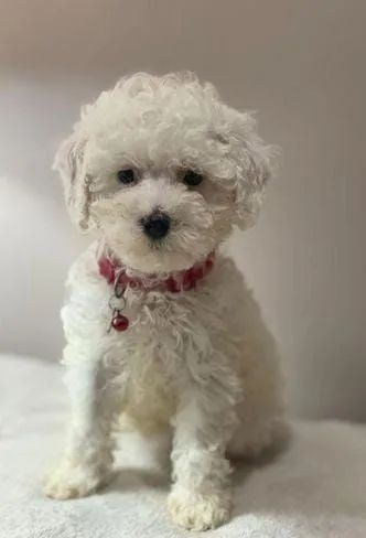 Filhotes de Poodle fofurinhas 