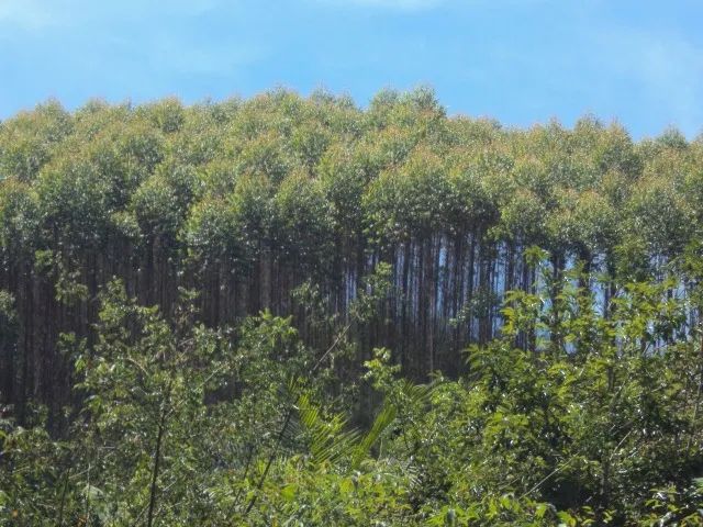 12.200 pés de eucalipto - Foto 6