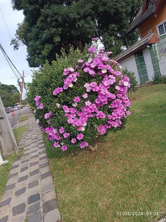 Mudas de Manacá da Serra  - Foto 2