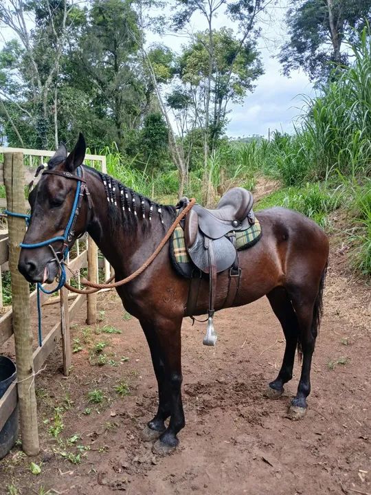 Cavalo Marcha batida 