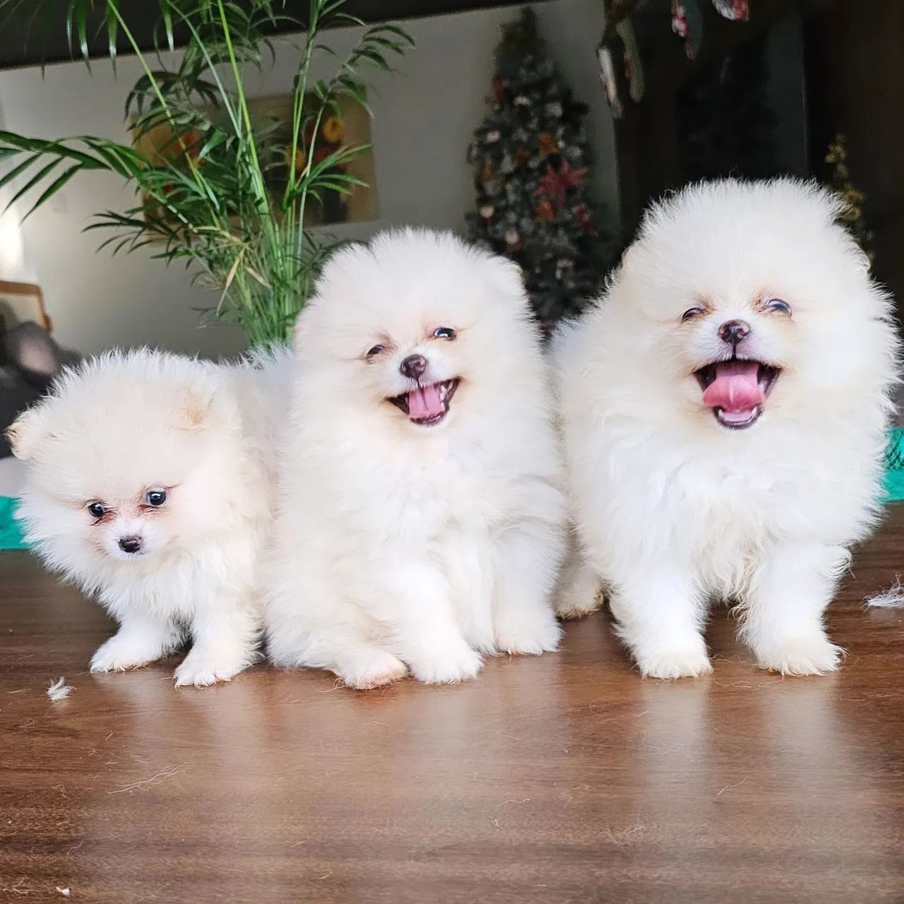 Lulu da Pomerânia Fêmeas e machos.  Promoção.  Leia o anúncio 