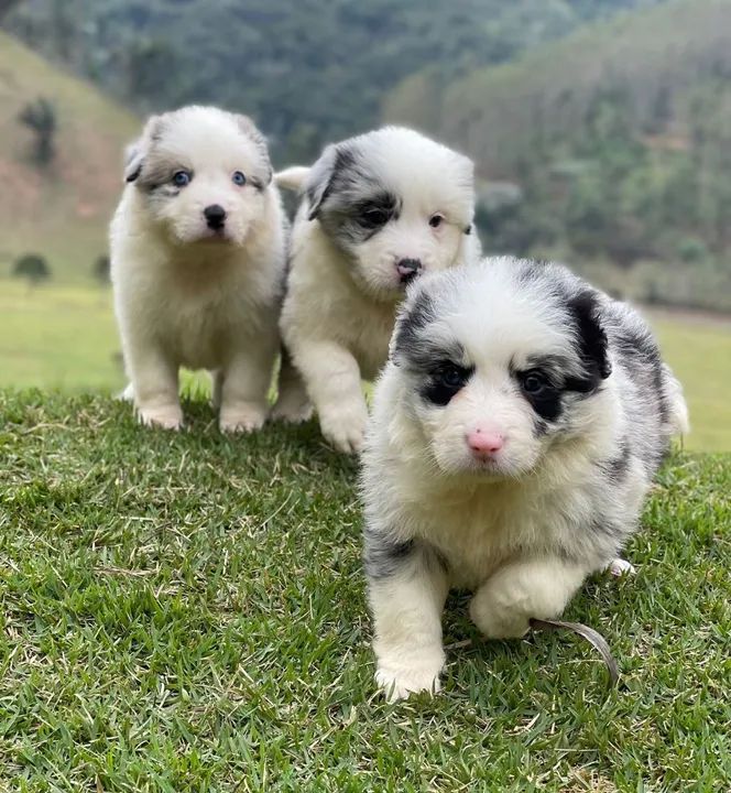 Filhote de Border Collie - Fofo e Brincalhão - Foto 2