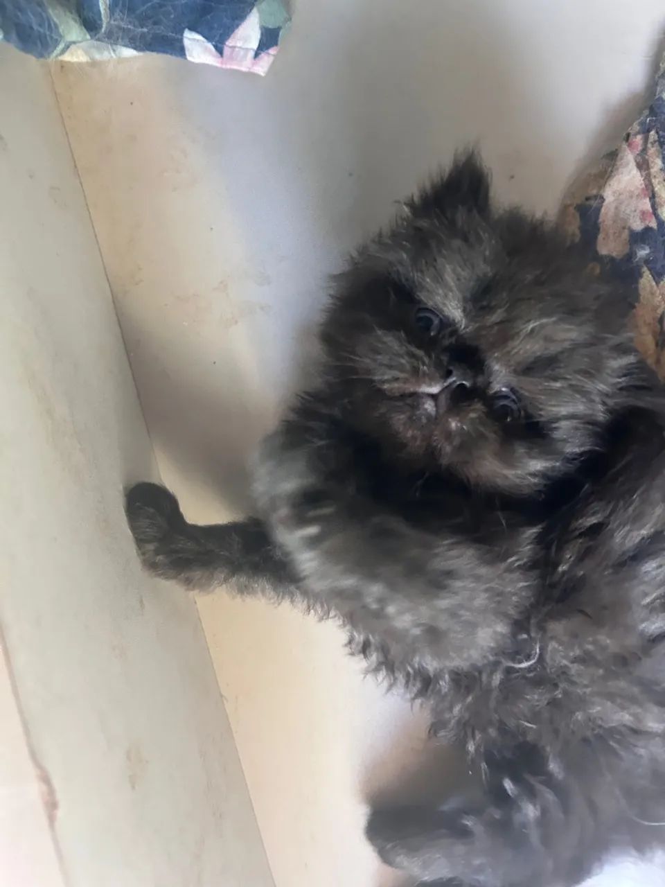 Gatinho persa filhotinhas - Foto 2