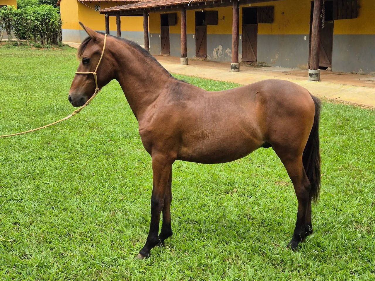 Potro Mangalarga Marchador