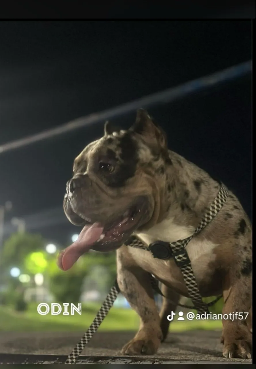 Exotic bully disponível pra enciminação
