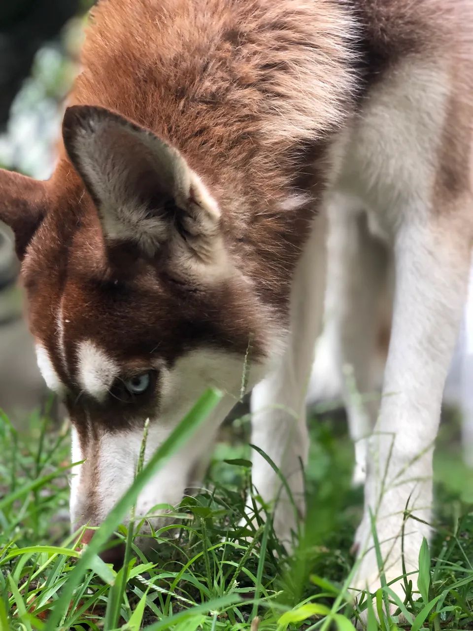 Procuro namorada - Foto 3