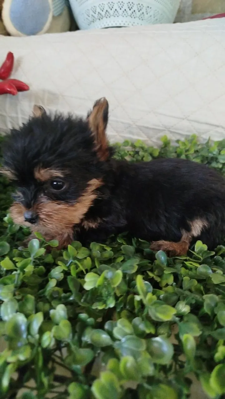 Filhote Yorkshire Terrier - macho com quase 2 meses mini