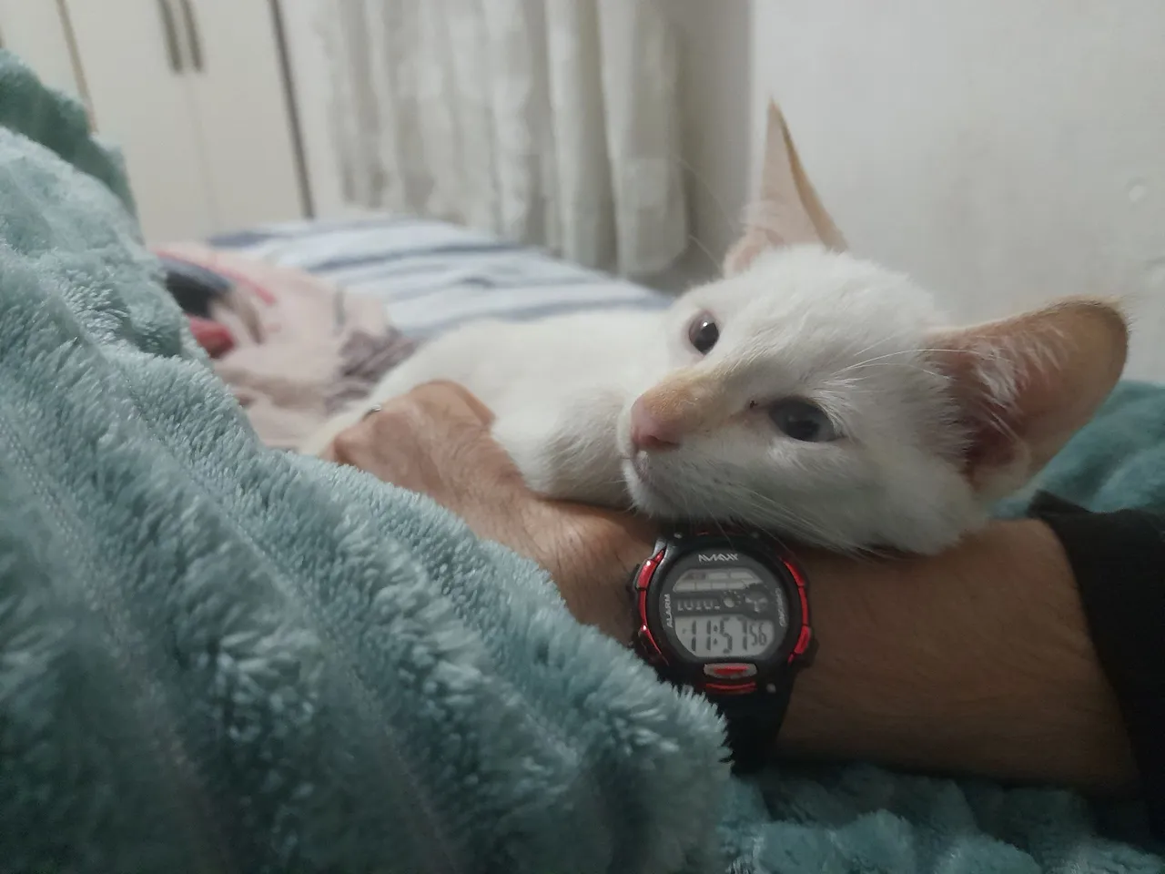 Gatinho Filhote Branco para Adoção