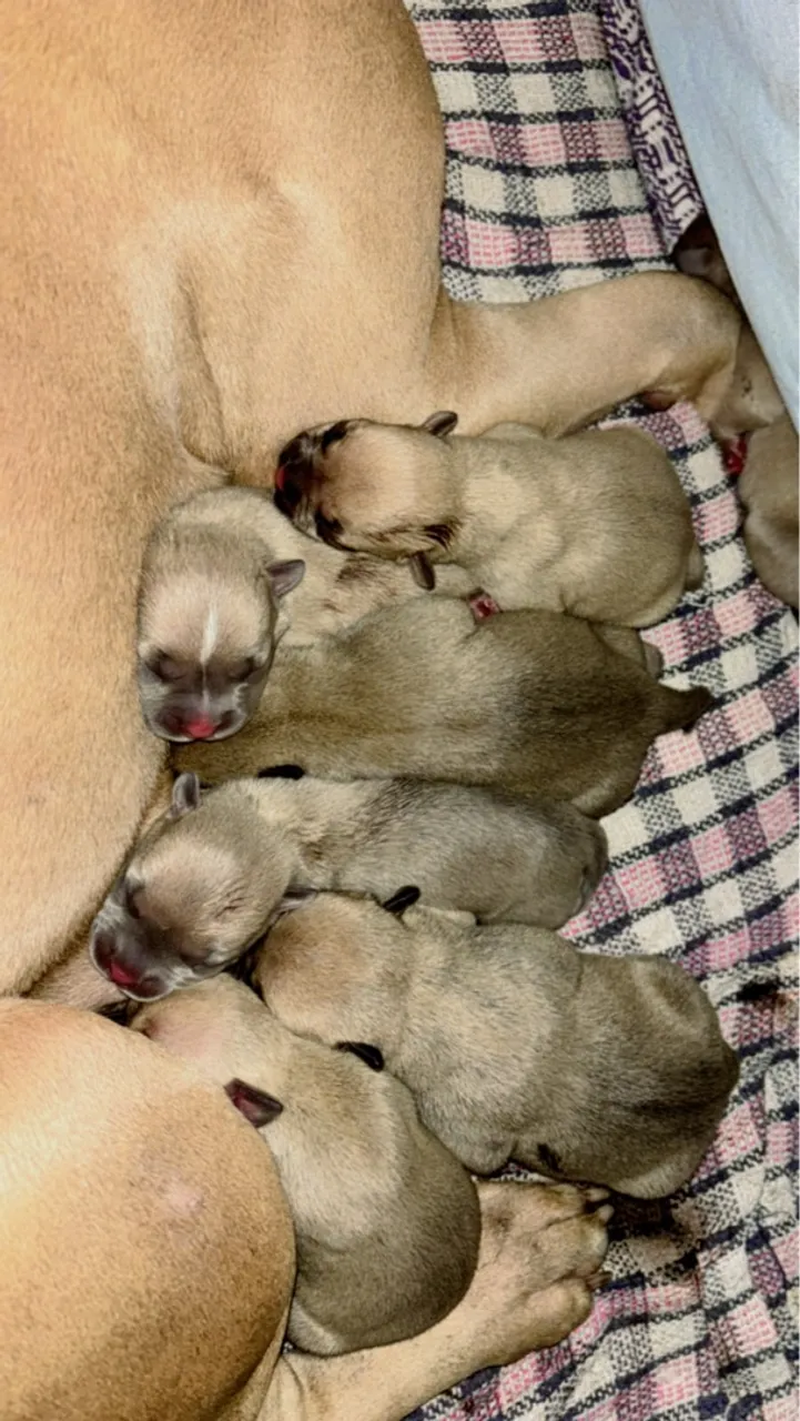 Filhotes de pitbull monster / american bully