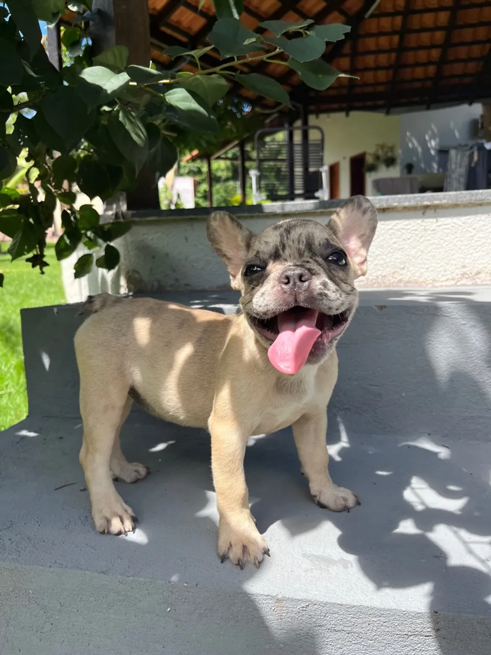 Filhotes de Bulldog Francês Fêmeas Pedigree 