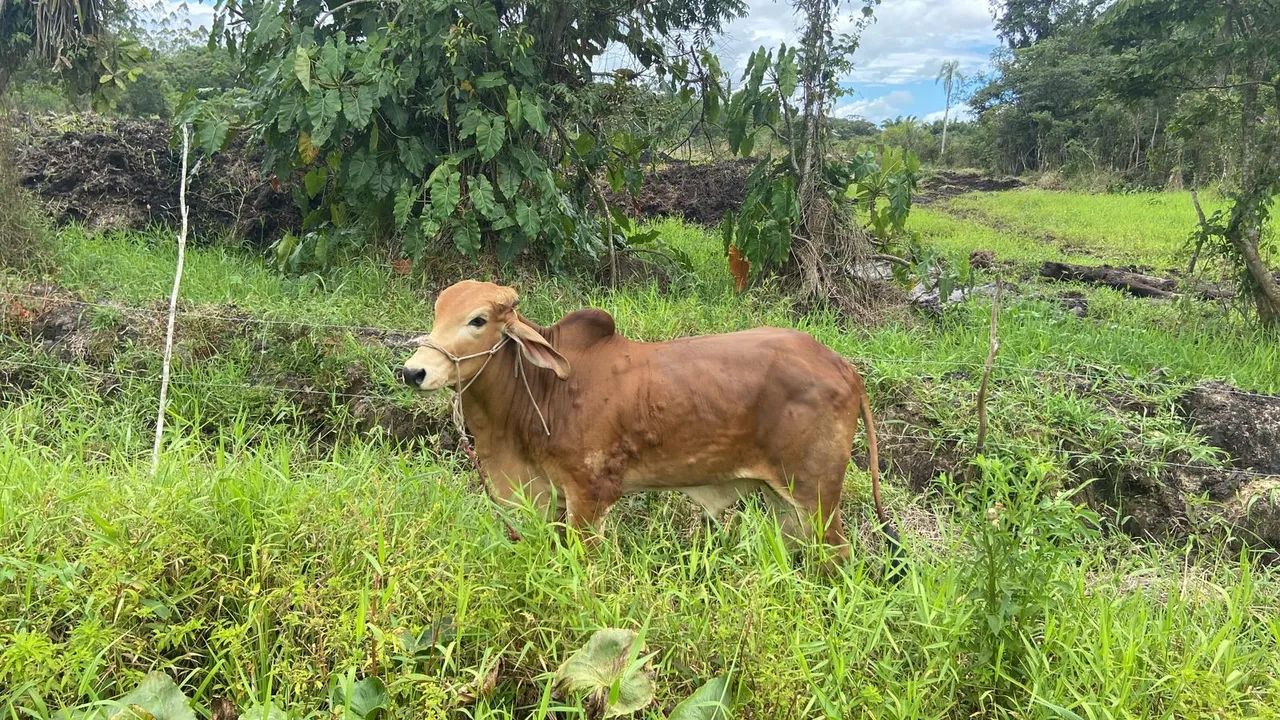 Tourinho 1 ano ótima genética  - Foto 5