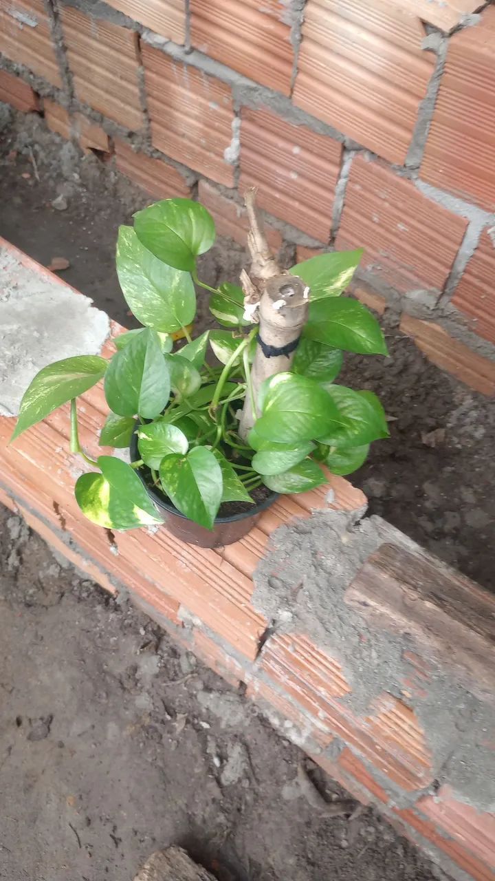 Planta ornamental com vaso de cerâmica - Foto 3