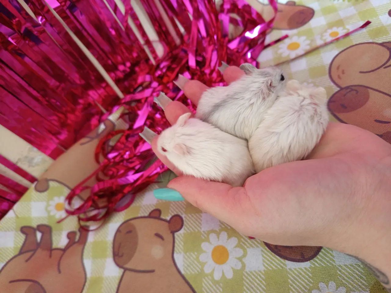 Hamster anão russo filhote 