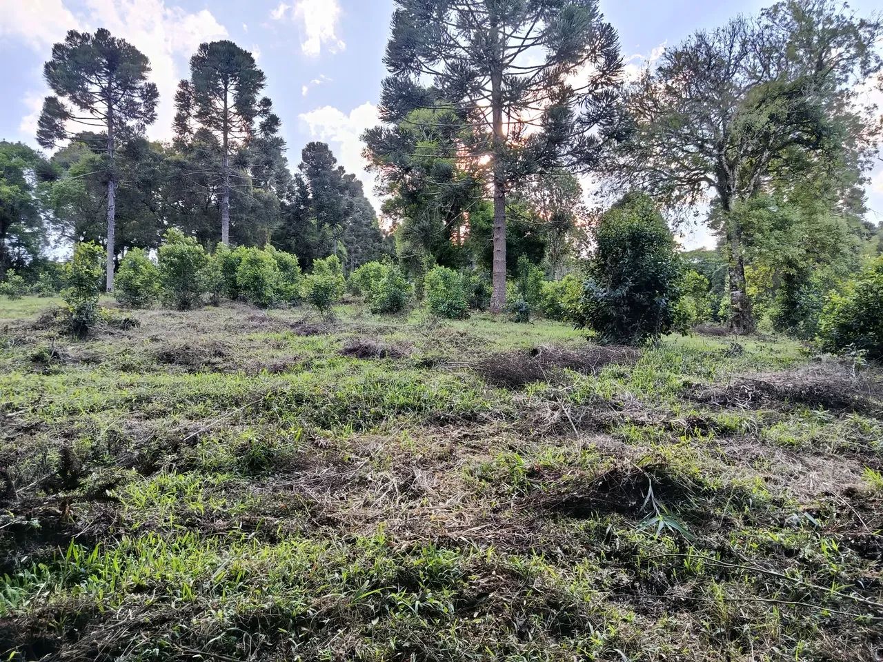 Área de 22 mil MTS Antônio Olinto  - Foto 5