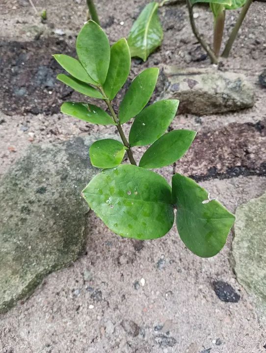 Plantas - mudas - Foto 3