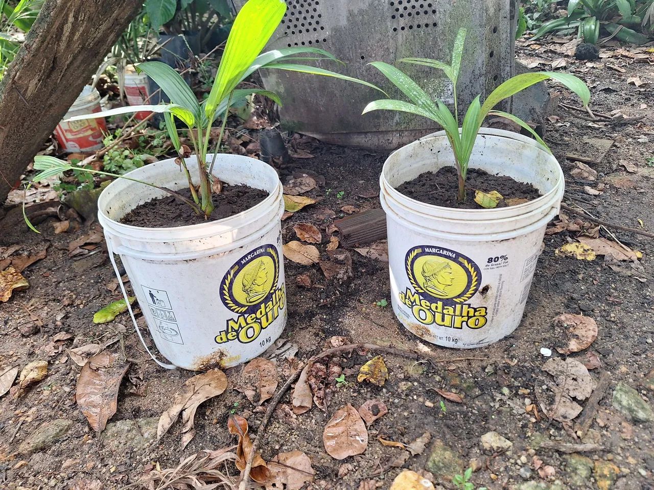 Palmeira Laca Vermelha mudas