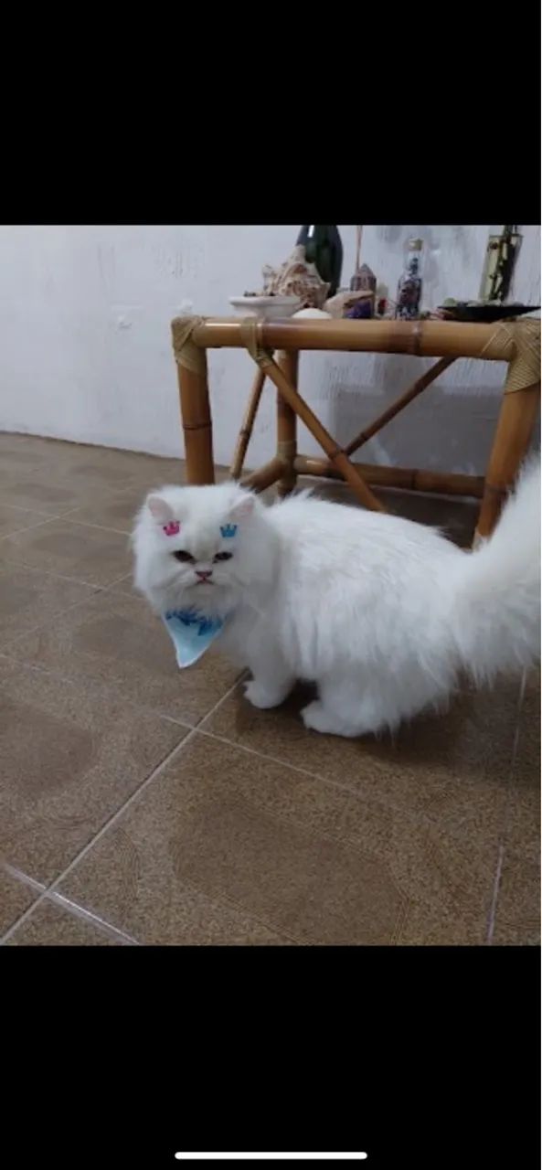 Gata persa fêmea filhote - Foto 3