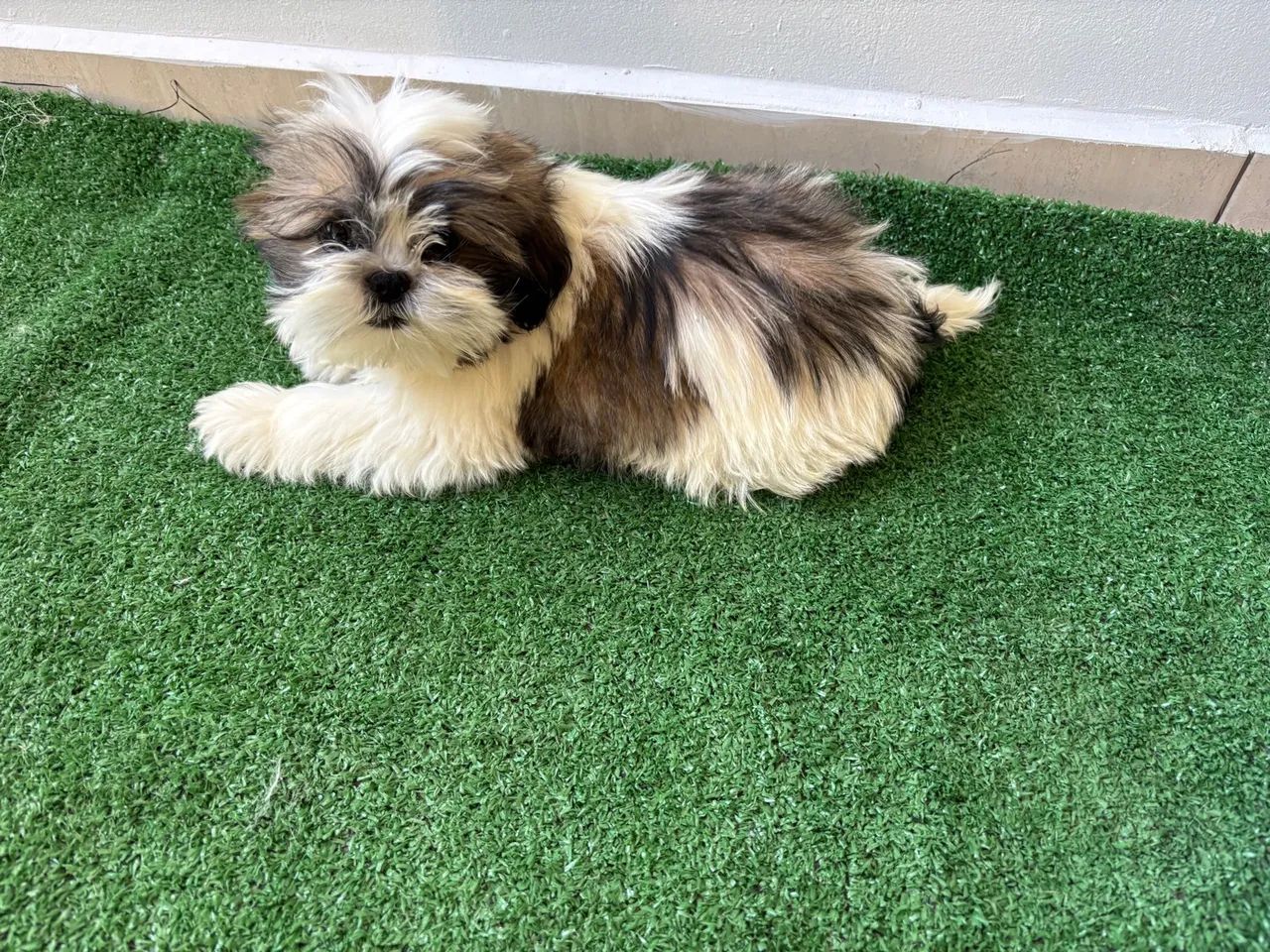 Shitzu filhote disponíveis  - Foto 3