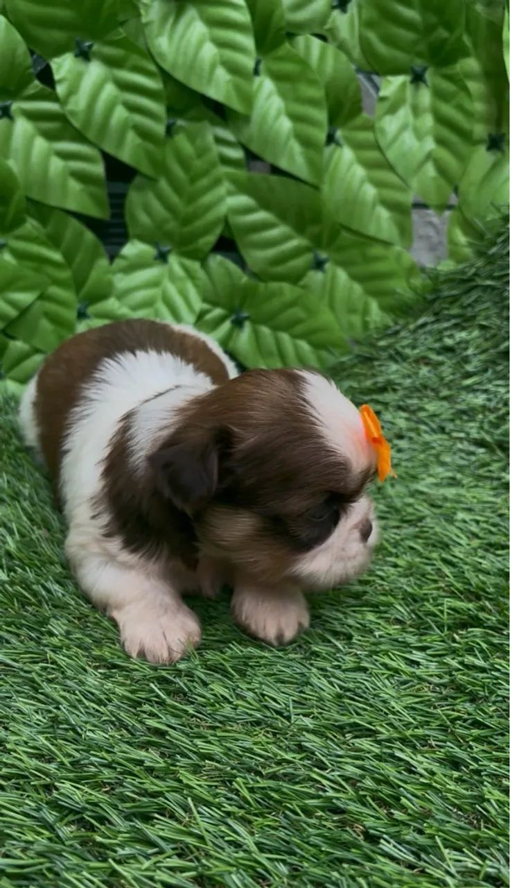 Linda fêmea branca/laranja Shih-tzu - Foto 5