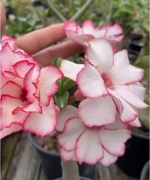 Rosa do deserto  - Foto 2