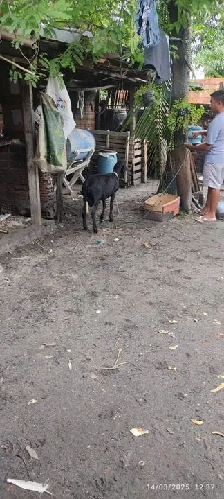 Carneiro Preto - Excelente para Criação - Foto 5
