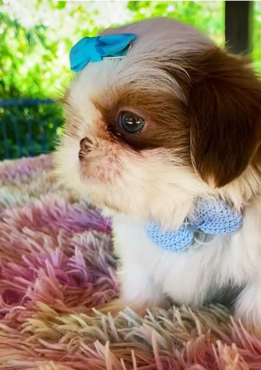 Lindos Shih-Tzus Mini - O Melhor Para Sua Família!  - Foto 3
