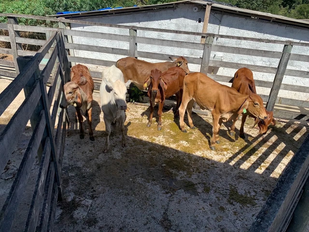 Bezerros e bezerras gir e cruzados para venda - Foto 5