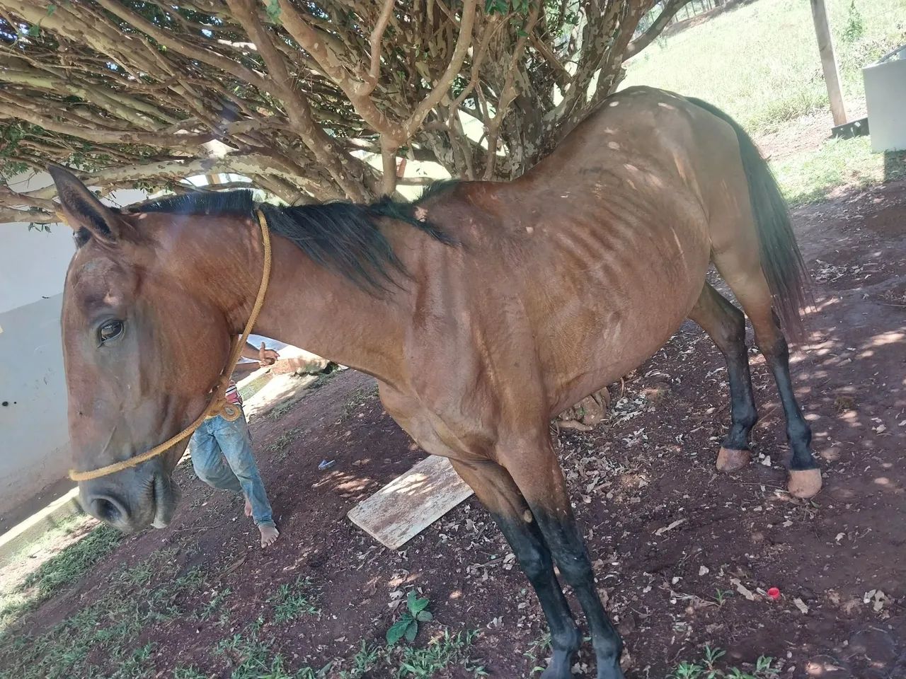 Podra 1400 no dinheiro pra vende rápido machadora - Foto 2